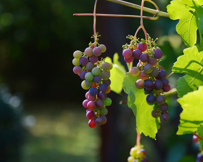 Plongée dans l’Art du Vin: Découvrez le Fascinant Processus de Création